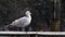 Seagull standing on dock along pacific northwest shoreline