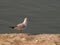 Seagull standing on the edge of  the river