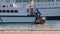 Seagull standing on the edge of the sea in a port.