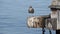 Seagull Standing On End Of Pier Looking