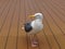 Seagull standing on the floor boat