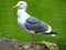 Seagull Standing in front of Green Background