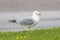 Seagull standing in grass