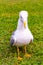 Seagull standing on the grass. The Larus Argentatus or the European herring gull is a large gull up to 65 cm long. One of the best