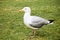 Seagull standing on the grass in a park