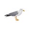 Seagull standing, gray and white sea bird, side view vector Illustration on a white background