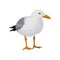 Seagull standing, gray and white sea bird vector Illustration on a white background