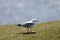 Seagull standing in greenery field
