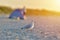 Seagull standing on his feet on the beach at sunrise. Close up v