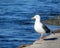 Seagull standing on jetty at coastline