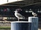 Seagull standing on the marina stump