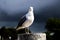 Seagull standing on a metal pole and looking at camera