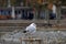 A seagull standing on a mooring pylon on the coast of Lake Constance in Germany in town Constance.