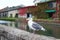 Seagull standing near otaru canal in autumn, Japan