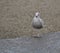 Seagull Standing on a Pavement in the Rain