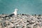 Seagull standing on the pebble shore of azure sea