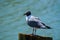 Seagull Standing on a Piling