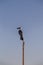 Seagull Standing on Pillar Lantern Sitting Blue Sky yacht masts.