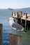 Seagull standing on a pole