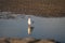 A Seagull standing in a pool of water, with reflection, on the beach of Cuxhaven, Germany