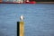 Seagull standing on post on the thames