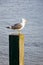 Seagull standing on post on the thames