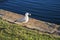 Seagull standing with puffed fish in mouth on the coastal shore