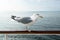 Seagull standing on railing, overcast sky
