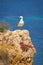 Seagull standing on a rock