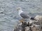 Seagull standing on a rocky shore of the Istrian Adriatic coast