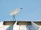 Seagull standing on a roof