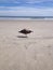 Seagull standing in the sand