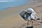 Seagull Standing in the Sand Along the Ocean Grooming