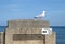 Seagull standing sentry by the seaside