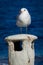 Seagull standing on a small chimney