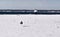 Seagull standing on snow covered New England beach
