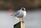 Seagull Standing st Christchurch Quay