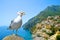 Seagull standing on stone in the background city Positano, Italy.