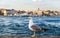 seagull standing on stone Cityscape of Golden horn with ancient