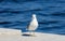 A seagull standing on a stone slab