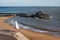 Seagull standing on a stone wall with the pier and cafe of the sandy Viking Bay beach in Broadstairs, Kent