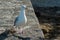 seagull standing on stoned quay in border sea