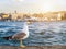 seagull standing sunset summer Istanbul