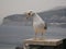 Seagull standing on a support column squawking