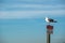 Seagull standing on top of a Attention Do not feed squirrels birds sign, California USA