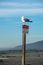 Seagull standing on top of a Attention Do not feed squirrels birds sign, California USA