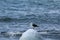 a seagull standing on top of an iceberg