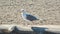 Seagull standing and walking on the wooden log on the beach. Wildlife footage