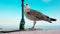 Seagull standing on the wall with blue sky and the sea in the background