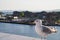 A seagull standing on the wall of the opera house in Oslo.